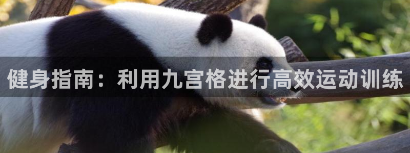 健身指南：利用九宫格进行高效运动训练